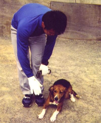 愛犬の訓練風景