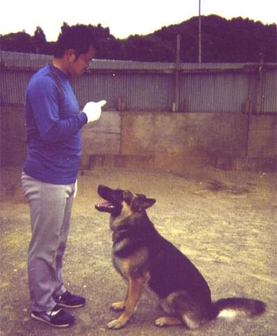 愛犬の訓練風景