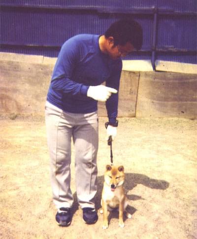 愛犬の訓練風景