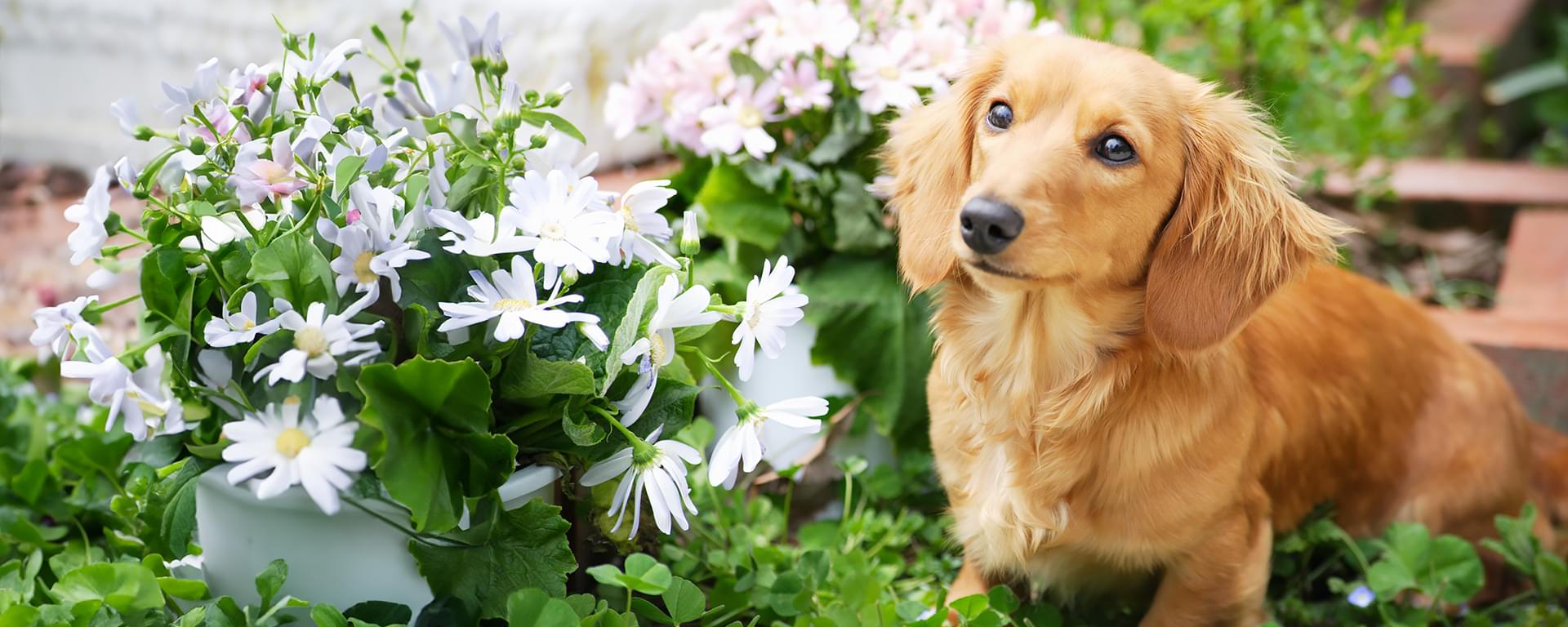 浜松三方原警察犬訓練所