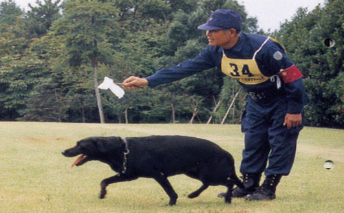 警察犬の訓練風景