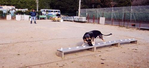 警察犬の訓練風景